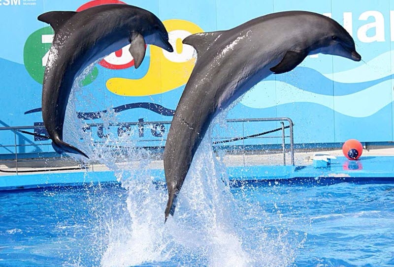 Dolphinarium Pattaya (Dolphin Show and Swim)
