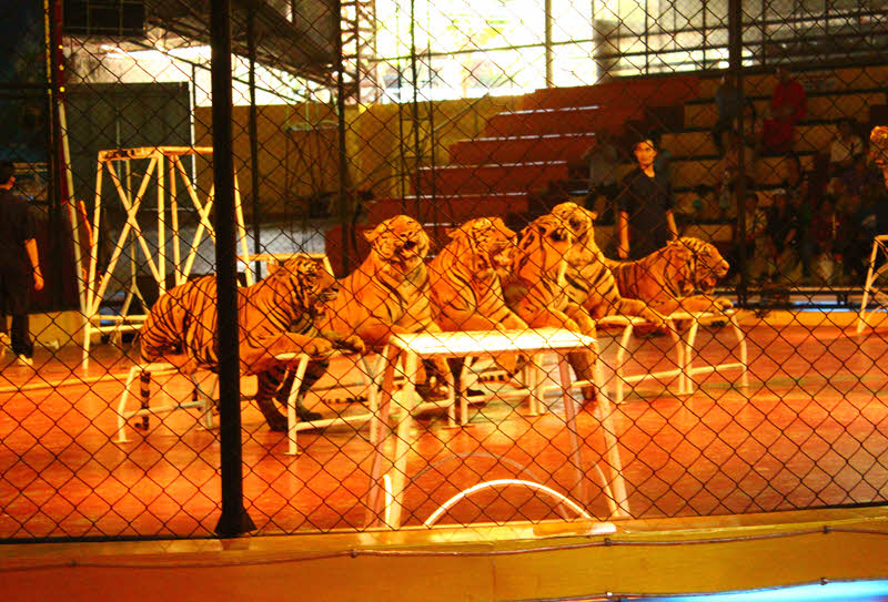 Tiger Topia Sriracha Zoo and Siri Park Tours from Pattaya 5