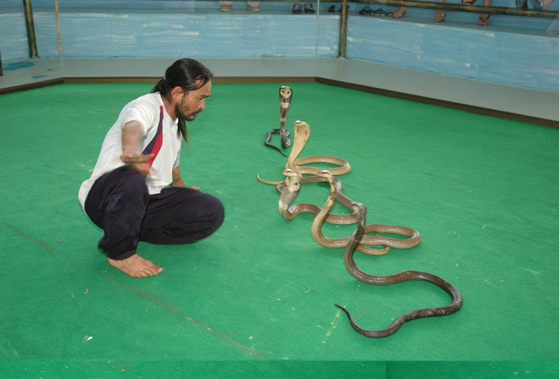 Pattaya Snake Farm & Snake Show