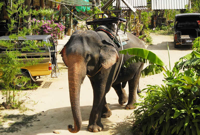 Elephant Trekking in Pattaya (Elephant Village Pattaya)