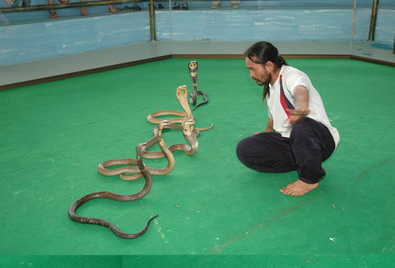 Pattaya Snake Farm & Snake Show 1