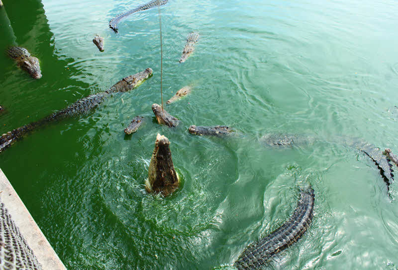 The Million Years Stone Park & Pattaya Crocodile Farm 1