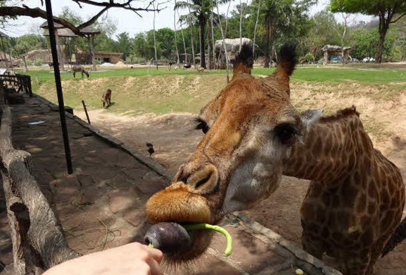 Tour to Khao Kheow Open Zoo from Pattaya 1