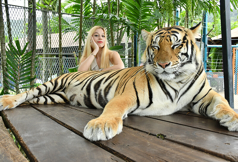 Tiger Park Pattaya 1
