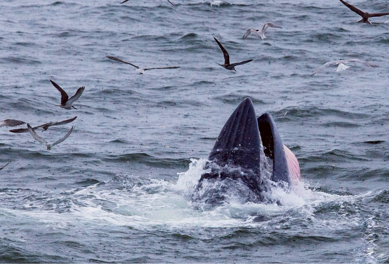 Whale Watching Tour from Pattaya 1