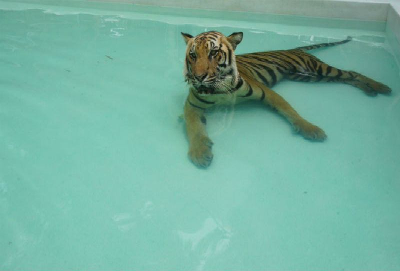 Top 10 tours in Pattaya.