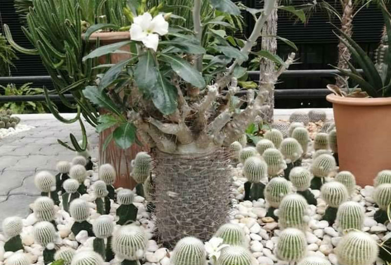 Independent travel to Nong Nooch Tropical Garden