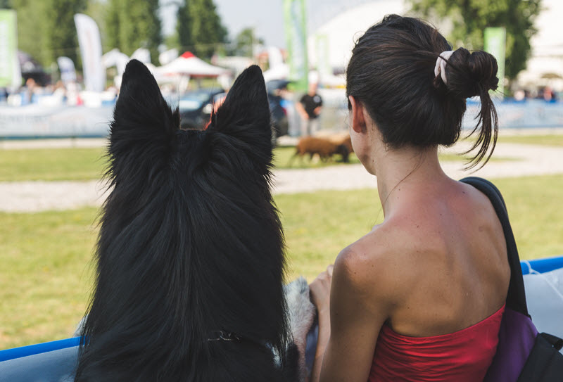 Traveling to Pattaya with a dog.