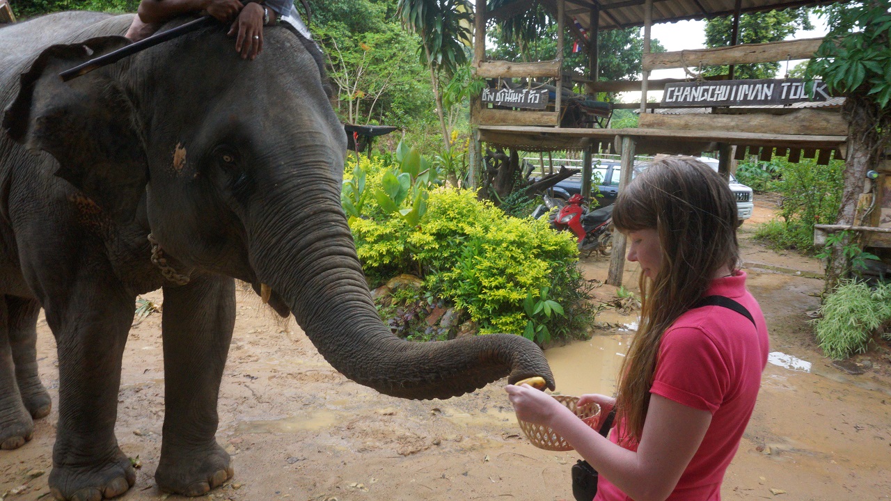 Elephants at Koh Chang