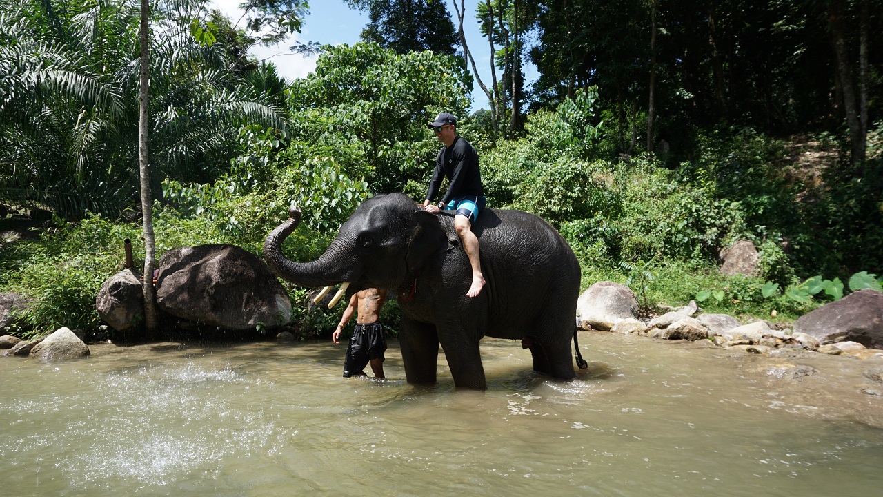  Elephant swimming