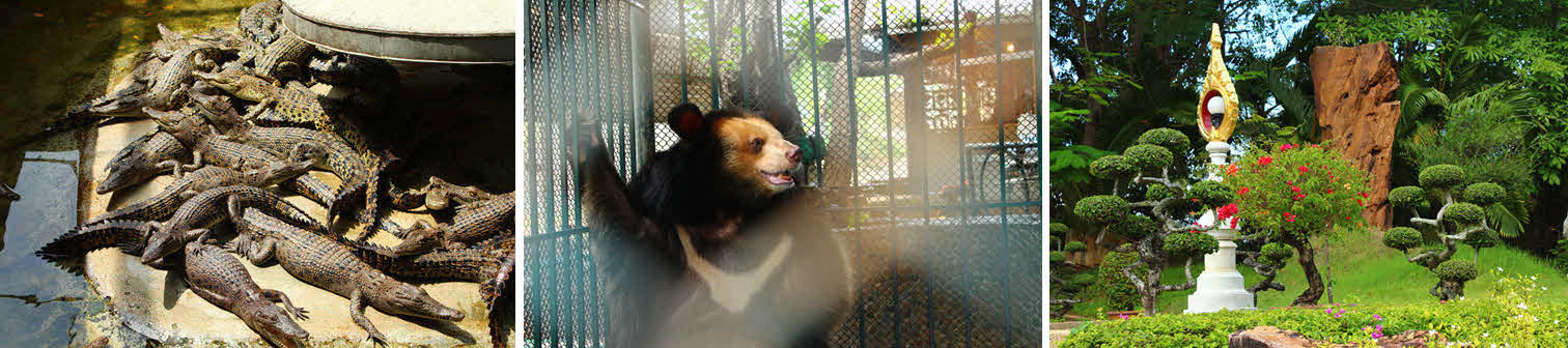 Crocodile Farm and Million Years Stone Park tour