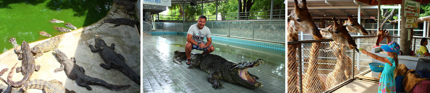 Crocodile Show in Pattaya