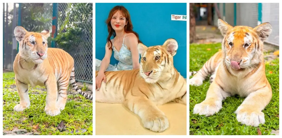 Golden tabby tiges in the Tiger park Pattaya